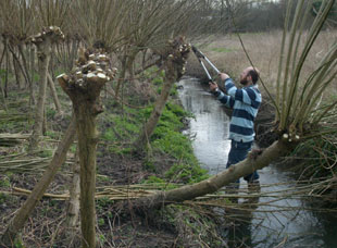 Coppicing