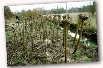 Coppiced withy bed