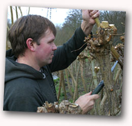 Coppicing