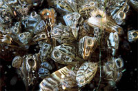 Zebra mussel